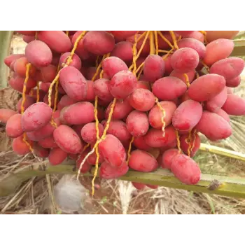 Organic Fresh Dates